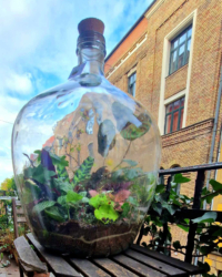 Florárium régi üvegben - 50 liter