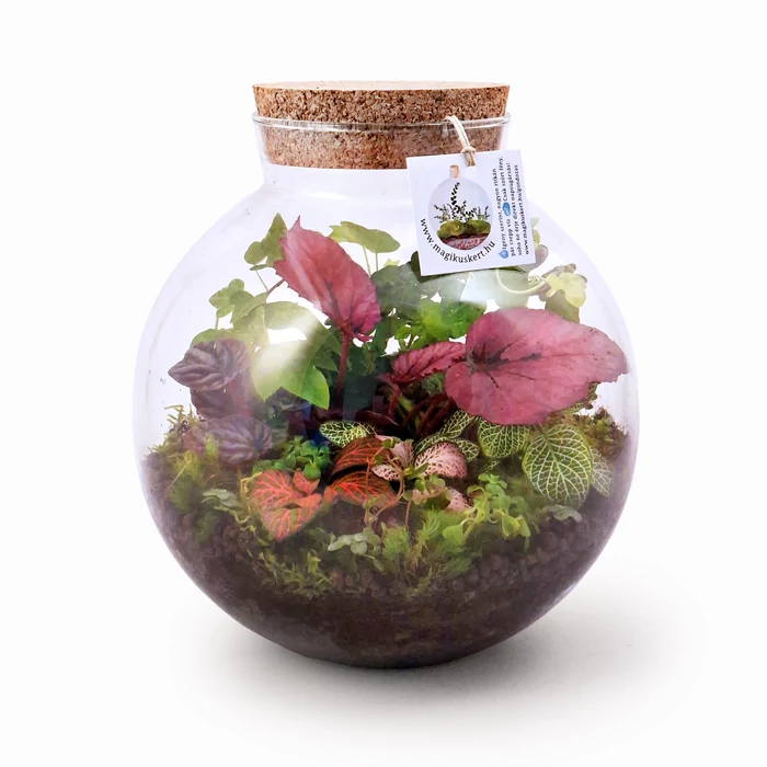 Trópusi florárium üveggömbben I Mágikus kert