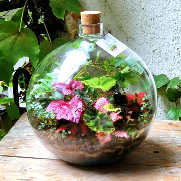 Kristályüveg florárium színes növényekkel a Mágikus kerttől