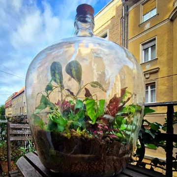 Nagyméretű florárium régi üvegben a Mágikus kerttől